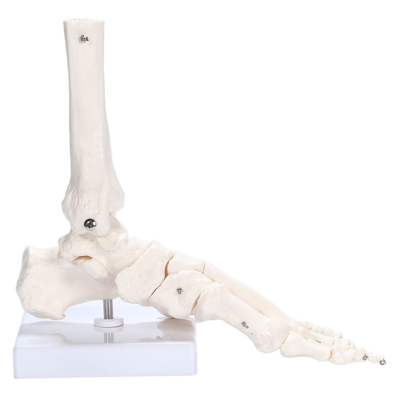 PicoLab Foot Skeleton Model, Foot Bone Model, Foot and Left