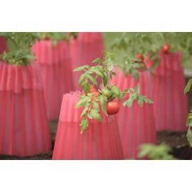 Bosmere Kozy Coats Garden Teepee Insulated Plant Covers | Protects Plants From Winter Weather, Water Filled Freeze Protection For Plants | Pack of 6