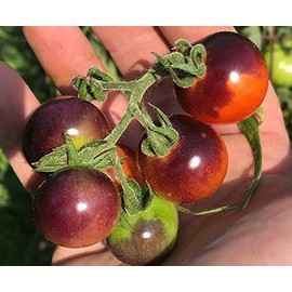 Blue Berries Blueberries Cherry Heirloom Tomato Premium Seeds for Planting Packet