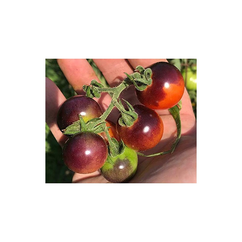 Blue Berries Blueberries Cherry Heirloom Tomato Premium Seeds for Planting