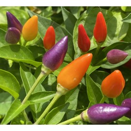 Bolivian Rainbow Ornamental Purple Pepper Premium Seed Packet
