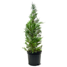 American Plant Exchange Leyland Cypress Tree, Evergreen, 7 Gallon Pot, 2-3ft Tall, Extra Large Outdoor Landscape Garden Plant, Privacy Hedge, Noise Reduction, Easy Care Live Plant, Fast Growing