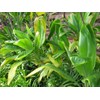 HAWAIIAN GREEN TI LEAF PLANT 2 LOGS ~ GROW HAWAII