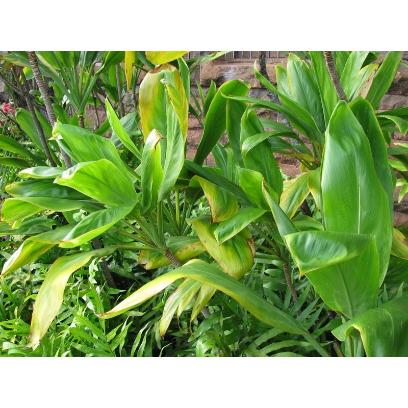 HAWAIIAN GREEN TI LEAF PLANT 2 LOGS ~ GROW HAWAII