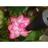 Plastic Artificial Lotus Flower with Black Square Procelain Pot