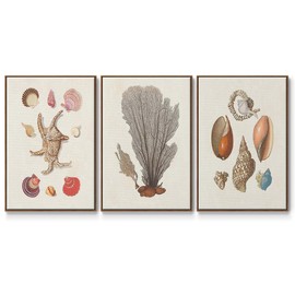 Renditions Gallery Canvas Abstract 3 Piece Wall Art Modern Nature Paintings Aquatic Knorr Shells & Sea Corals Walnut Floater Framed Wall Artwork for Bedroom Office Kitchen - 16"x24"x3panels LT554