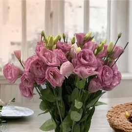 Generic 125 Lisianthus Seeds, Eusto Pink, Flower Seeds, Fragrant (500), Purple