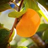 Persimmon Trees (Fuyugaki, 5 gal.) (Due to Agricultural Laws, we