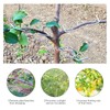 Pack of 30 Branch Separators for Fruit Trees, M Shaped