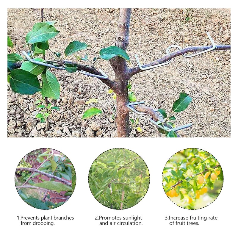 Pack of 30 Branch Separators for Fruit Trees, M Shaped