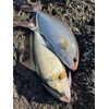 Nature Boys SwichRiderZn Switchrider Zn40g Red Gold Cross Glow