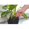 Scotts Indoor Plant Food Spikes, Includes 48 Spikes - Continuous