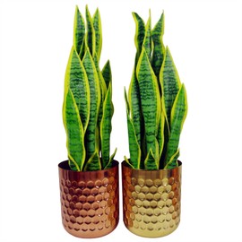 Botanik Premium Metal Planters