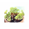 Pcs - 10x Aeonium SSP. Mix Mixture at Least 5