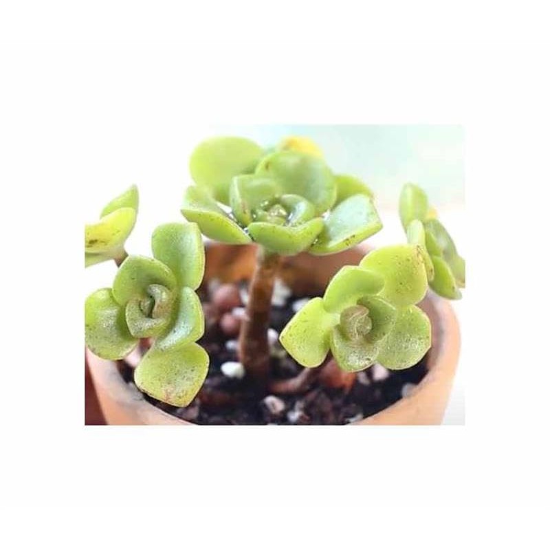 Pcs - 10x Aeonium SSP. Mix Mixture at Least 5