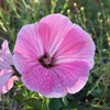 Rose Mallow Wildflower Seeds - 1 oz Seed Pouch -