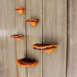 JAVERGGN Pack of 5 Mushroom Shelf Wall Decoration Small Wall Shelf Corner Wall Decoration Resin for Bedroom Decor Floating Shelves