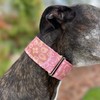 Extra Soft Martingale Dog Collar for Greyhound Saluki Whippet and