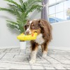 SPOT Fun Candy - Whimsical Funny Dog Squeak Toy -