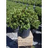 Green Promise Farms Rhododendron X GEM` Evergreen, 3-Size Container, Bluish