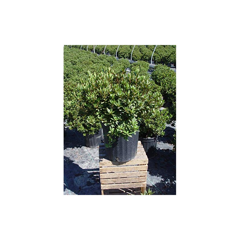 Green Promise Farms Rhododendron X GEM` Evergreen, 3-Size Container, Bluish