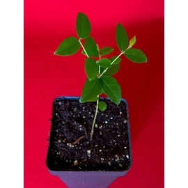 9waters Jaboticaba Plinia Coronata Jabuticaba Fruit Tree tropical Plant VERY RARE!