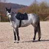 HORZE Adepto Fetlock Boots - Dark Navy - Horse