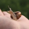 My Living World LW007 Interplay Snail World, Single, Mixed