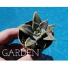 Ghost Plant Graptopetalum Pentandrum Superbum Flowering Succulent Rooted 2" Pot
