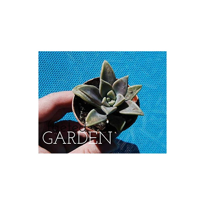 Ghost Plant Graptopetalum Pentandrum Superbum Flowering Succulent Rooted 2" Pot