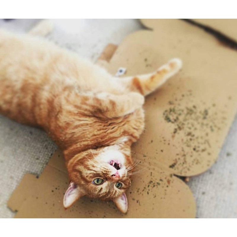 Cat Grass Kits x3 and Extra Strong Catnip x1 By