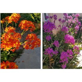 Orchid Epidendrum ORCHID 5pcs Rooted Radicans Orange Yellow/Purple cluster Flower - Purple