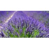 Quertee 5 x Lavender Bags with French Lavender - Total
