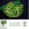 Wando Garden Pea Seeds (Pisum sativum) – 50+ Heirloom Non-GMO