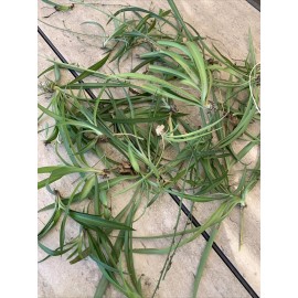 Spider Plant 10 Ready to Root Plants Easy Care Cleans Indoor Air