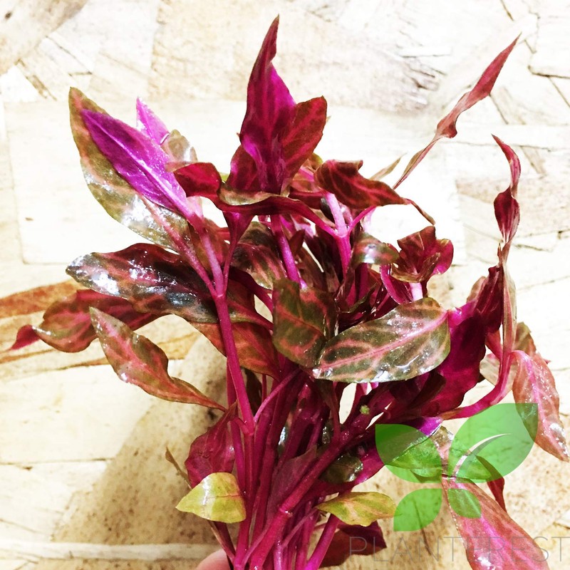 Planterest – Alternanthera Bundle Live Aquarium Plant Decorations BUY2GET1FREE