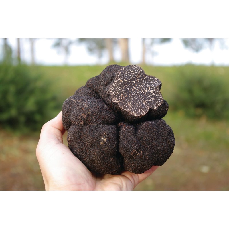 KIRA SEEDS - Black Truffle Mushrooms Spores - Heirloom -