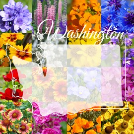 Paper Street Perennials 1/4 Pound Washington Western Bulk Wildflower Seed Mix 1/4lb Covers 800sq-ft