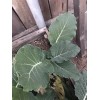 Unbranded Collard Greens “couves” Imported From Portugal. Locally Grown. (READ