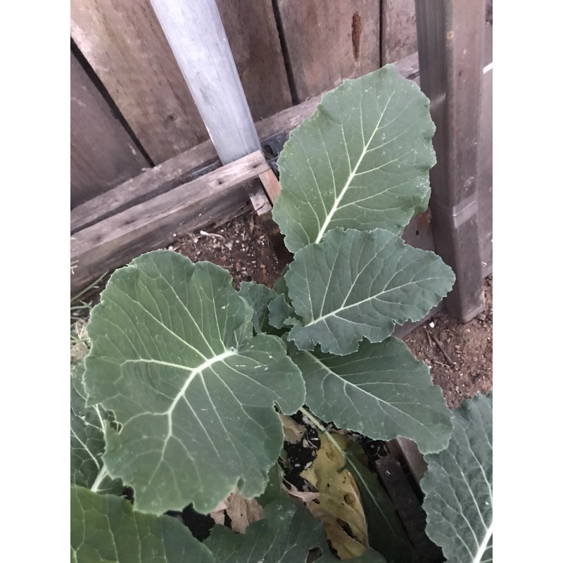 Unbranded Collard Greens “couves” Imported From Portugal. Locally Grown. (READ