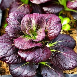 TomorrowSeeds - Purple Lady Bok Choy Seeds - 200+ Count Packet - for 2024 Pak Choi Purple Leaves Green Stem Pok Choy Asian Vegetable Magic