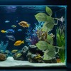 3 Pack Betta Fish Leaf Hammock, Multi Leaf Design, Aquarium