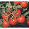 Tommy Toe Tomato Seeds
