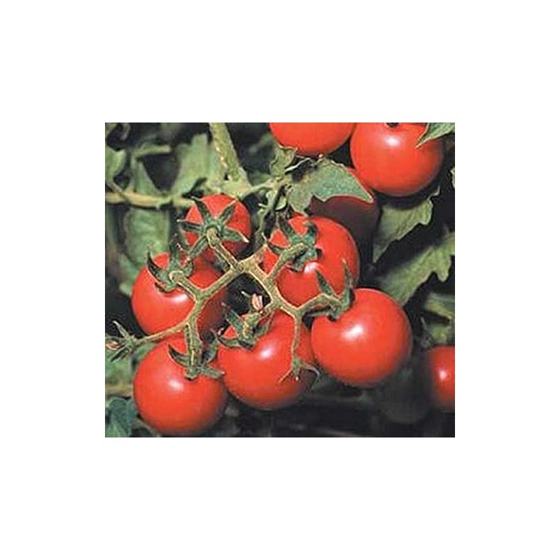 Tommy Toe Tomato Seeds