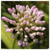 Everwilde Farms - 1 Oz Prairie Onion Native Wildflower Seeds