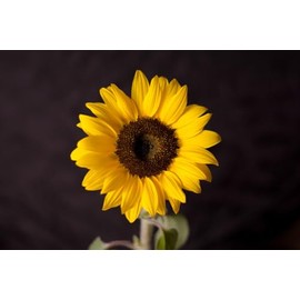 Procut Brilliance Sunflower Autumn Cut Flowers Premium Seeds for Planting Packet