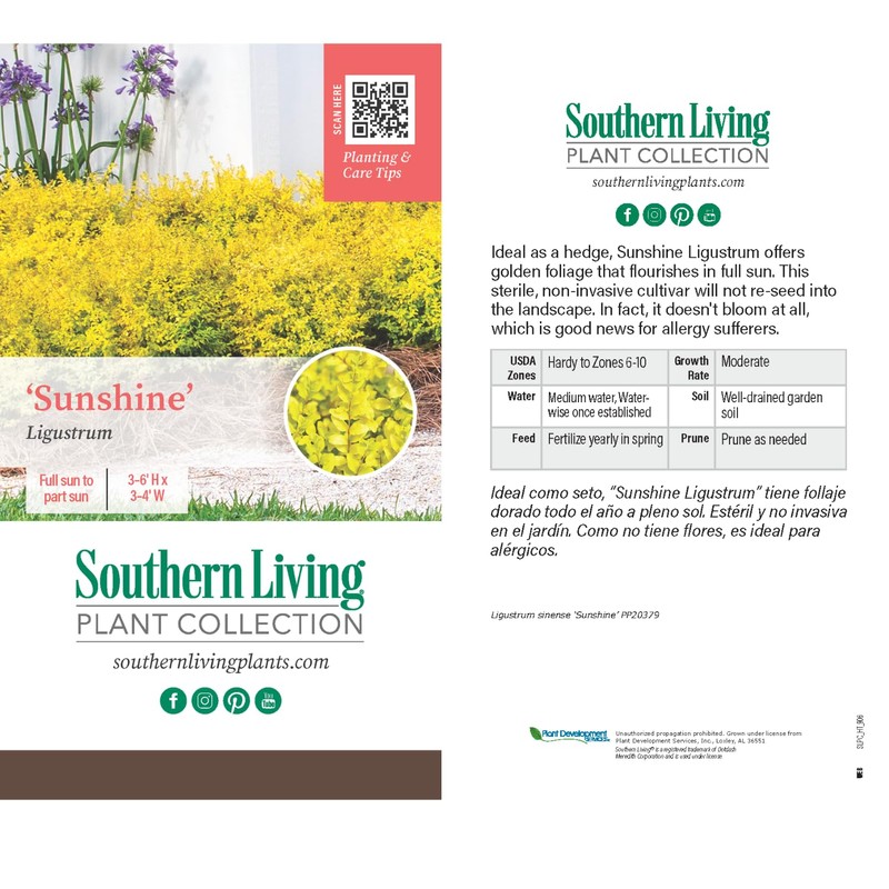 Southern Living Plant Collection SL-53Q Sunshine Ligustrum, 2.5 qt, Full