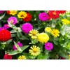 Zinnia Seeds Mix, 5g, Over 1000 Flowers Seeds, 5 Varieties