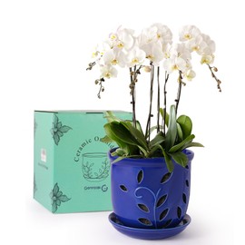 Genntale 6.1 in Ceramic Orchid Pot with Holes & Saucers, Large Orchid Planter for Indoor Outdoor Home Decor, Flower Plant Pot with Drainage for Repotting, Blue