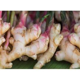 Organic Fresh Ginger Roots Snow Hill Himalayan Ginger Roots - Product of Mt. Everest Country, Nepal | If Need Fresh Batch Ginger, Choose Seller Ship - We Ship Same Day